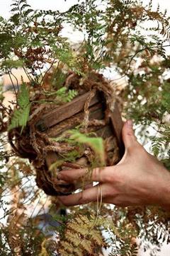 سرخس پا خرگوشی